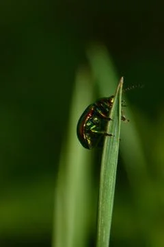 Macro of green leaf beetle Chrysolina herbacea on blade of grass Stock Photos