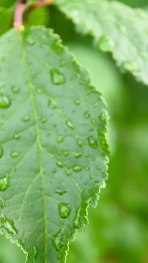 Macro green leaf with drops of water Stock Footage 245101513