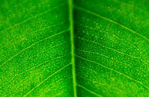 Macro green leaf of lemon texture Stock Photos