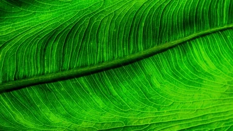 Macro green leaf nature eco environmental background  Loopable Stock Footage 160268922