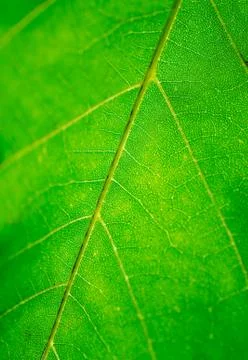 Macro of a green leaf Stock Photos