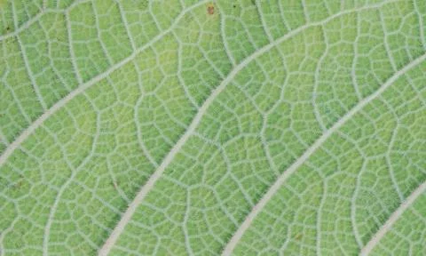 Macro of a green leaf Stock Photos
