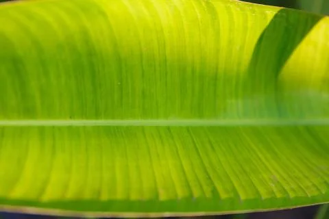 Macro green leaf 스톡 사진
