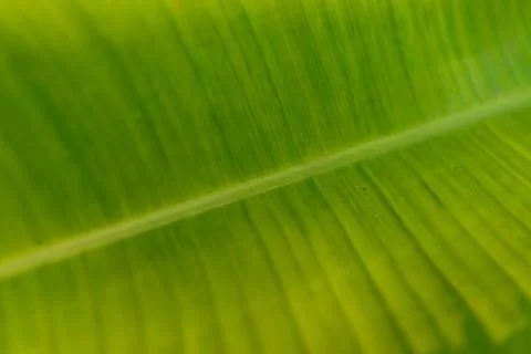 Macro green leaf Fotos de archivo