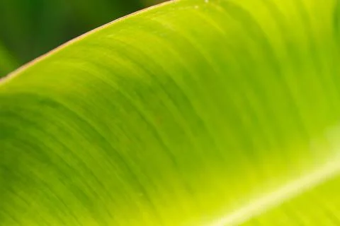 Macro green leaf Stock Photos
