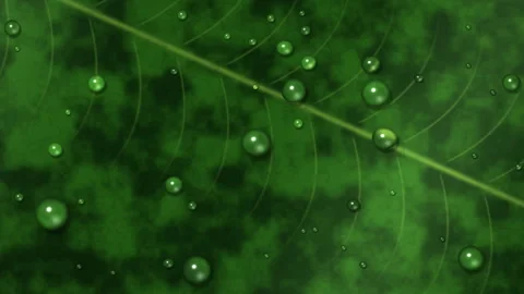 Macro green leaf with sparkling water droplets, 4K seamless loop Видео 347922673