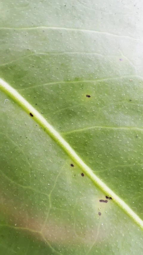 Macro Green Leaf Surface with Organic Texture and Natural Imperfections Stock Footage 346337526