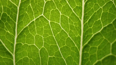 Macro Green Leaf Texture Background With Dramatic Light Movement Бесплатное стоковое видео 135703257