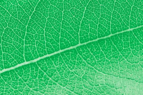 Macro green leaf texture with beautiful relief facture of plant, close up m.. Stock Photos