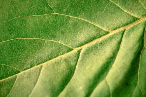Macro green leaf texture with beautiful relief facture of plant, close up m.. Stock Photos