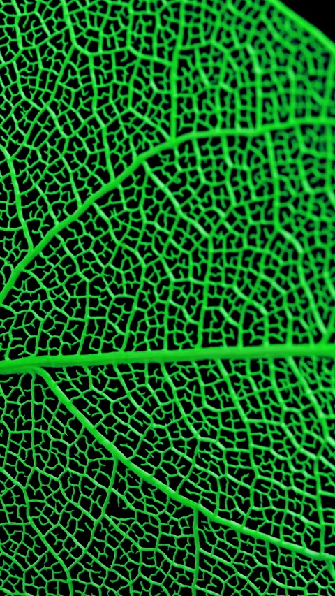 Macro green leaf texture on black background Stock Footage 345478114
