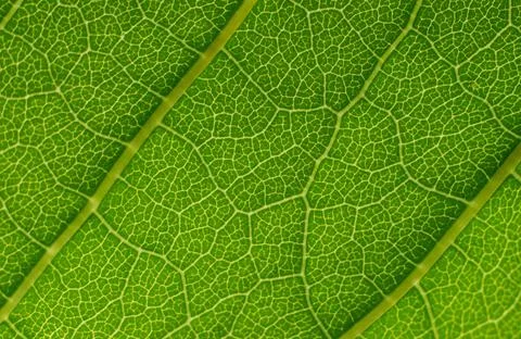 Macro green leaf texture. Nature detail background. Stock Photos
