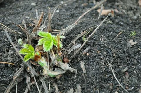 Macro green leaf texture sprouts from brown soil, where tiny ants explore Stock Photos