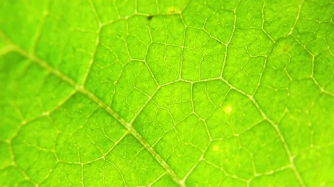 Macro of green leaf veins in daylight Stock Footage 317155576