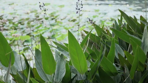 Macro Green Leaf: Vibrant Foliage Close-up with Clear Veins and Texture (ProRes) Stock-Footage 320304586