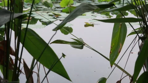 Macro Green Leaf: Vibrant Foliage Close-up with Clear Veins and Texture (ProRes) Stock Footage 320304660