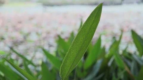 Macro Green Leaf: Vibrant Foliage Close-up with Clear Veins and Texture (ProRes) Stockbeeldmateriaal 320304661