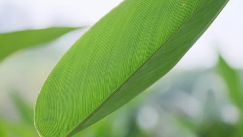 Macro Green Leaf: Vibrant Foliage Close-up with Clear Veins and Texture (ProRes) Stock Footage 320304665