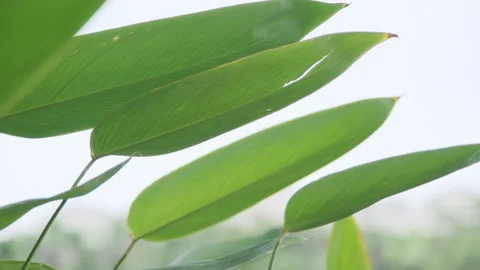 Macro Green Leaf: Vibrant Foliage Close-up with Clear Veins and Texture (ProRes) Stock Footage 320304669