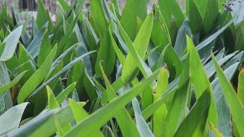 Macro Green Leaf: Vibrant Foliage Close-up with Clear Veins and Texture (ProRes) Stock Footage 320304922