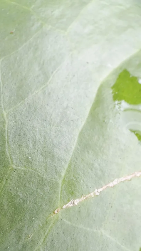 Macro Green Leaf with Water Drops and Fresh Botanical Texture Stock Footage 346707481