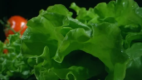 Macro green lettuce Stock Footage 229449395