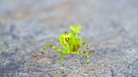 Macro of Green Mantis Insect Moving Slowly Stock Footage 344016434