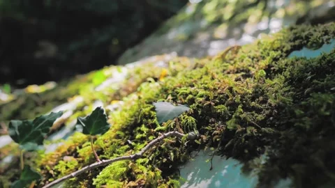 Macro of a green moss in the forest on a bright sunny day. Close-up zoom in shot Stock Footage 203858615