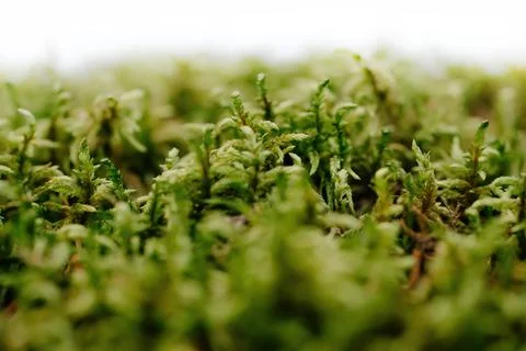 Macro green moss in the forest Foto stock