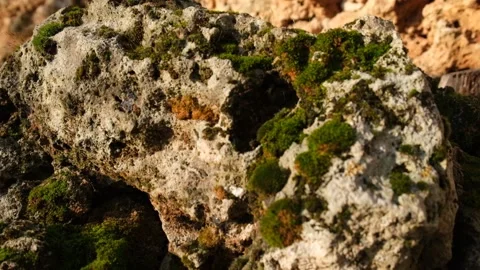 Macro Green Moss on Rock with Flare From Sun Light Stock Footage 146867680