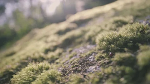 Macro Green Moss on Rock with Flare From Sun Light Stock Footage 154017231
