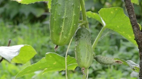 Macro green natural cucumber vegetable fruit move wind garden Stock Footage 20478929