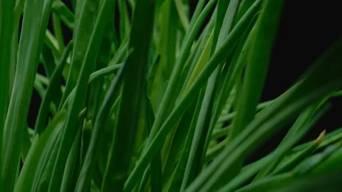 Macro, green onions on a black background in a turning motion Stock Footage 224492029