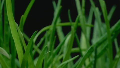 Macro, green onions on a black background in a swivel motion Stock Footage 247256358