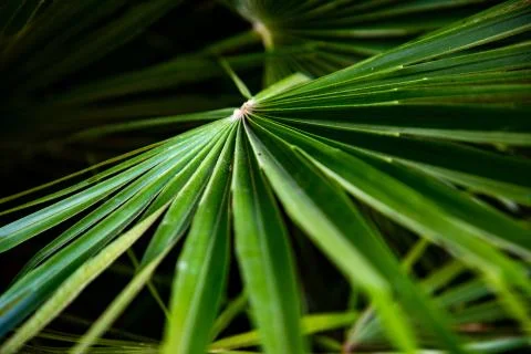 Macro of green palm leaf Stock Photos