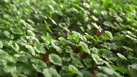 Macro Green Plants At Sunset Slider Shot Stock Footage 161970217