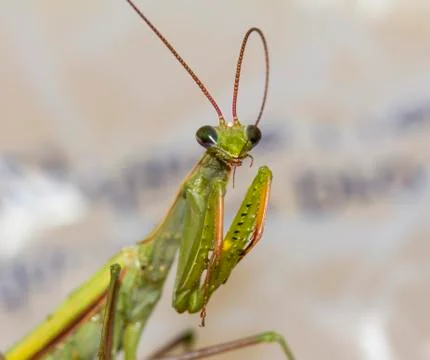 Macro green praying mantis bites its antennae Stock Photos