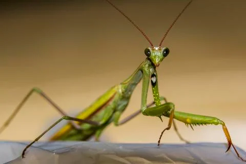 Macro green praying mantis seen from front Foto stock