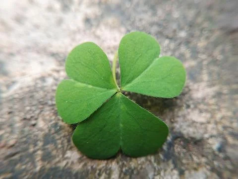 Macro of a Green Three Leaf Clover or Oxalis on a Stone Surface Foto stock