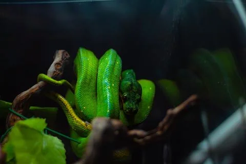 Macro of a green tree python in the jungle 写真素材
