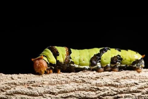 Macro green worm on a branch Stock Photos