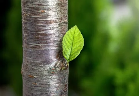 Macro of a green young leaf growing from a tree trunk Stock Photos