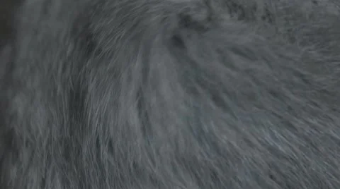 Macro grey hamster fur Stock-Footage 68742864