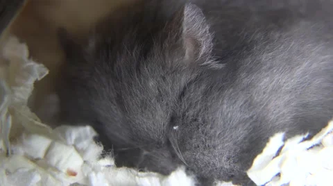 Macro grey hamster sleeping face and wakes up Stock Footage 68743440