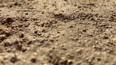 Macro Ground Breed Background, Slider Shot Stock Footage 289639057
