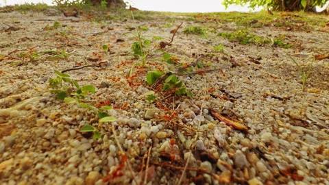 Macro Ground Level View Of Red Ant Colony Moving Across Sandy Tropical Soil Amon Stock Footage 330885563
