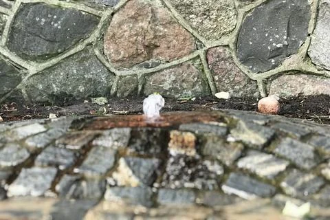 Macro ground view of small water fountain coming from the ground faucet with mos Stock Photos