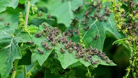 Macro Group of Locusts Gathering on Green Leaves 스톡 동영상 344016260