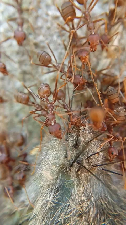 Macro of group red ants insect are swarming over a dead rat Stock Footage 320335308