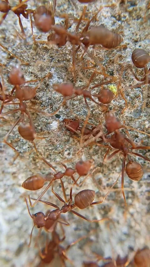 Macro of group red ants insect on rocks surface Stock Footage 320335310